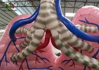 Η σάρκα - χρωματισμένο χτύπημα - πρότυπο όργανο πνευμόνων προσομοίωσης παρουσιάζει σκηνή για την ιατρική μελέτη